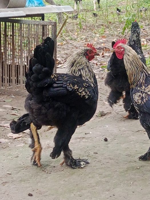 Qora shaxzoda xoʻrozlar sotiladi