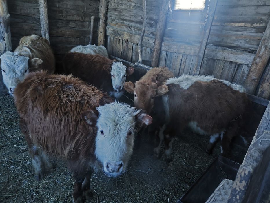 Ұрғашы Тайшалар сатылады