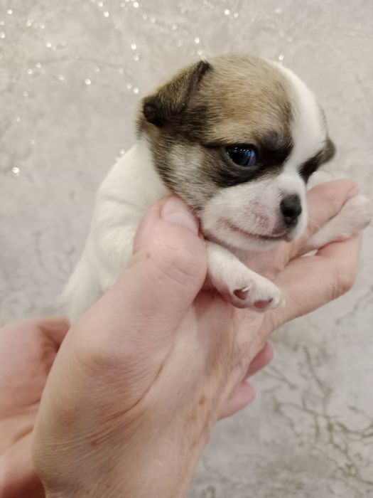 Щенки Чихуахуа-открыта бронь.