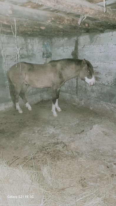 Айғыр сатылады үйір ұстайтын