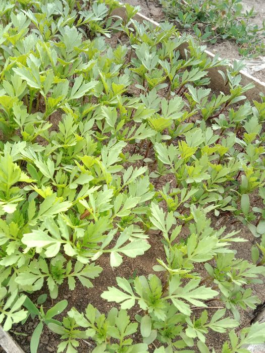 Продам бархатцы и др саженцы.
