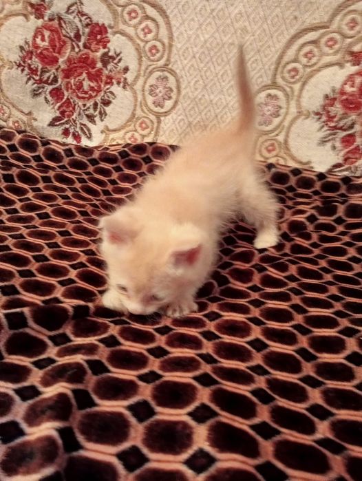 Отдам котенка в добрые руки