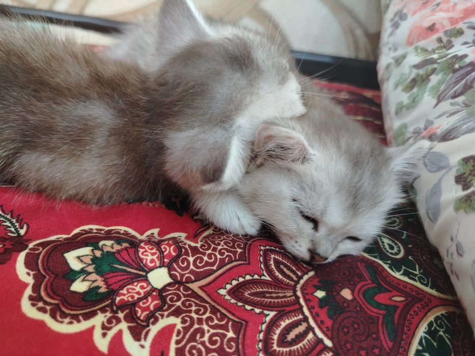 Котята пародистые