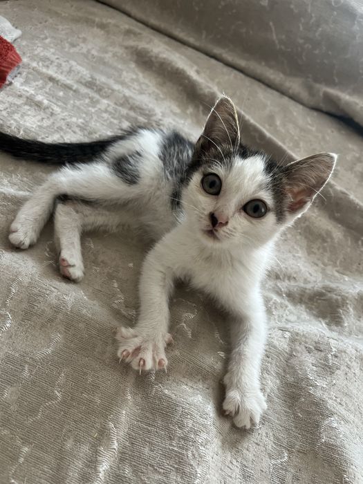 Котенок девочка ищет дом