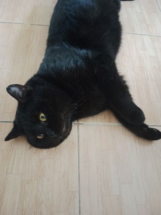 Кошка в хорошие руки