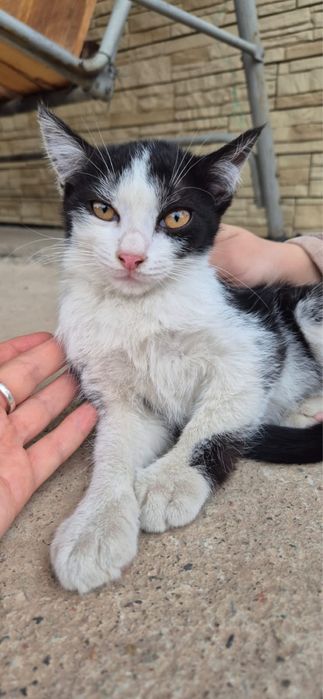 Прекрасные Крыселовы!