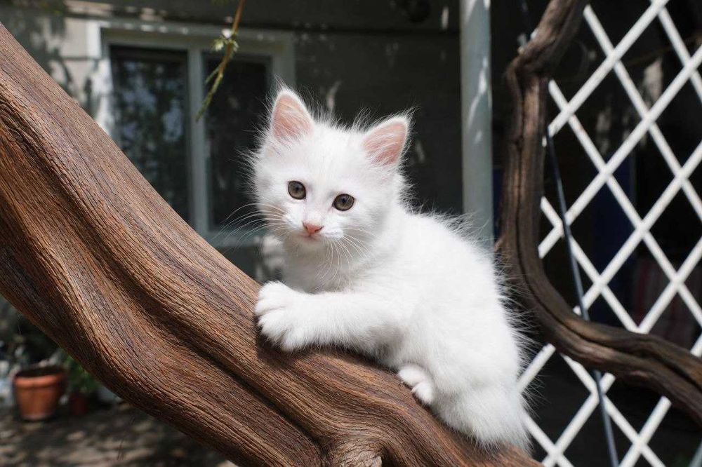 НЕДОРОГО  Породистые котята