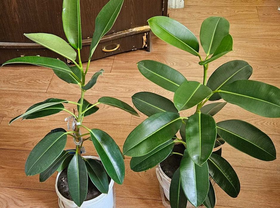 Комнатное растение Фикус