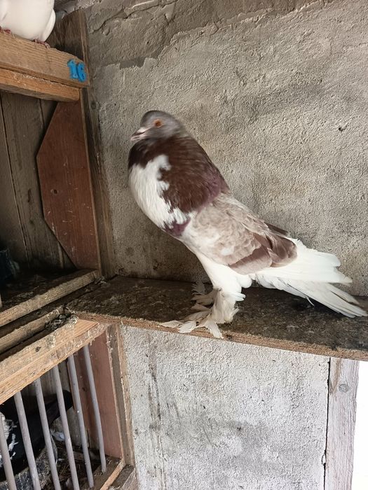 Porumbei Gușați de Pomerania