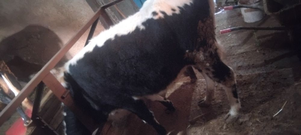 Тана телка  сатылады