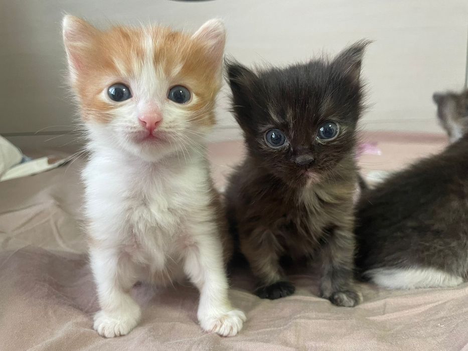 Котята, пушистые, добрый