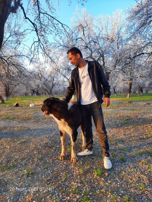 Alabay boʻribosar алабай