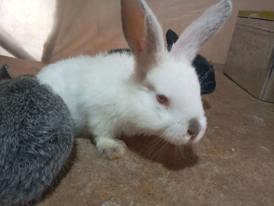 Quyon bolalari arzon narxlarda