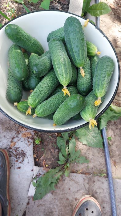 Огурцы маринованные домашние