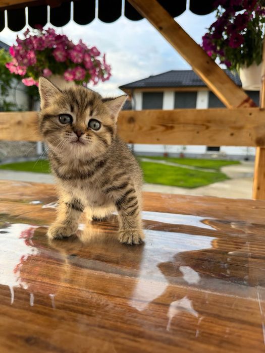American shorthair cu pedigree