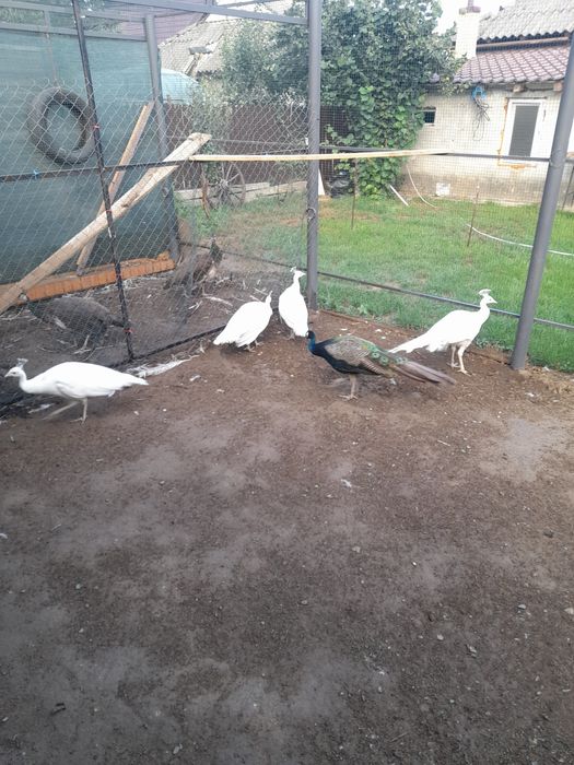 Vand pauni maturi/tineri/pui