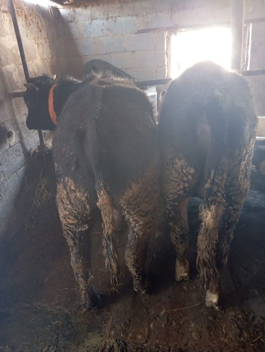 Продам бычков село Кайназар