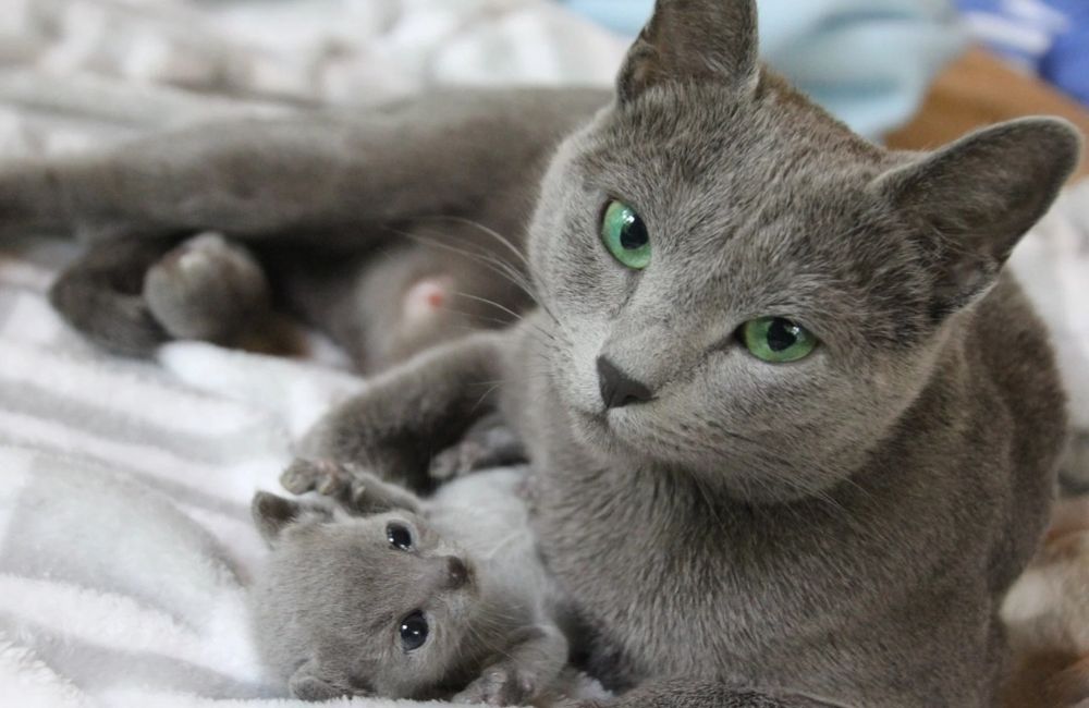 Русские голубые котята!