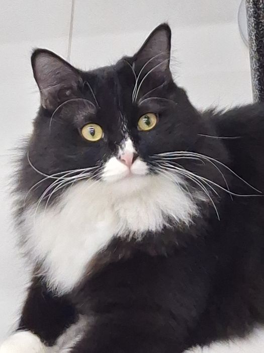 Котик мальчик кастрат