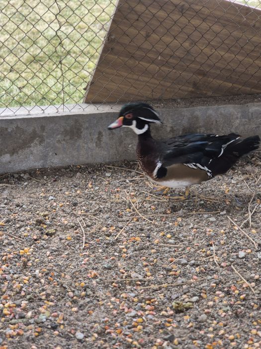 Утки Каролинки..