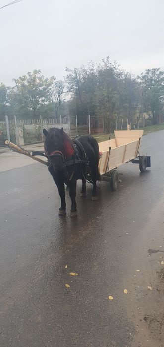 De vanzare ponei si caruta