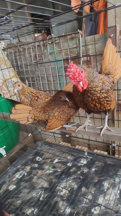 Vând familie sebrig