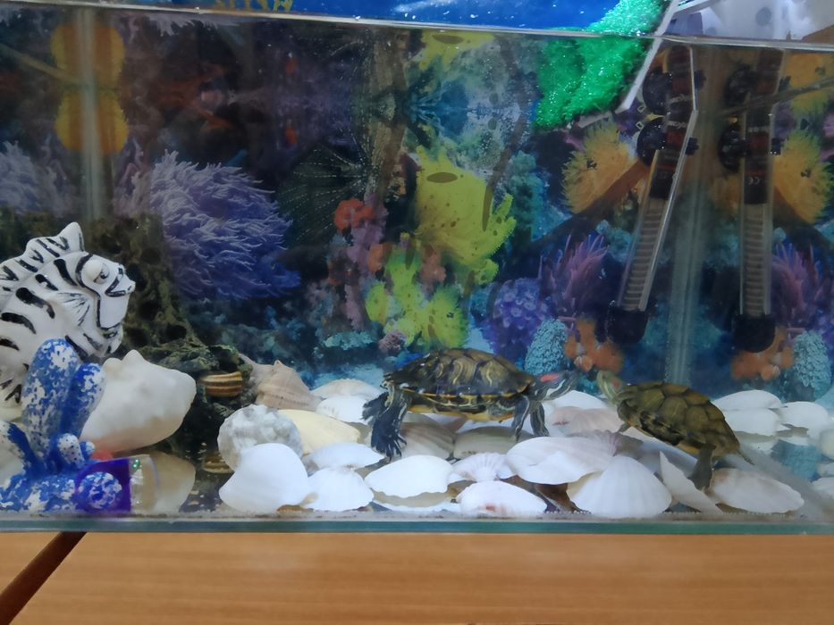 Продам красноухих черепах