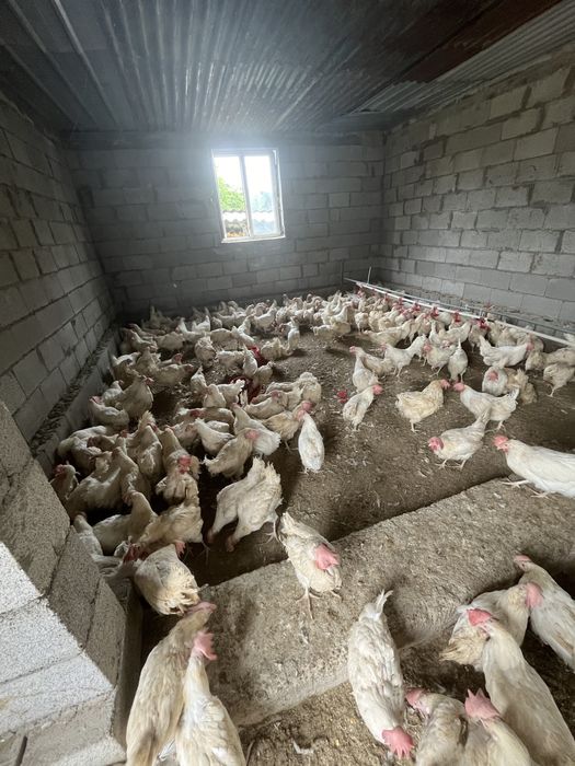 Продам куры несушки