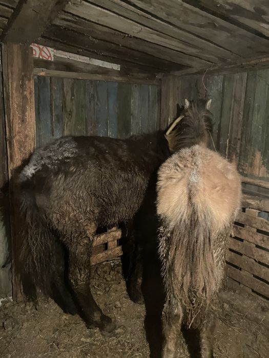 Продам срочно тайев