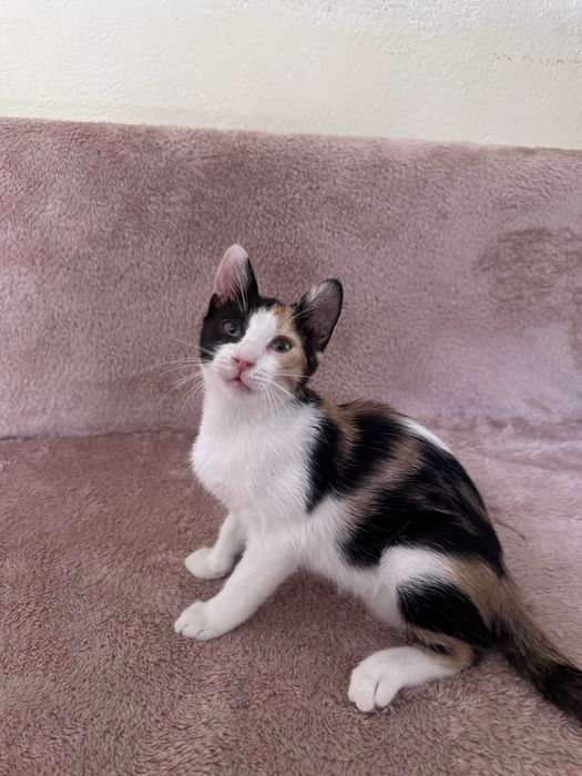 Подарявам котенца