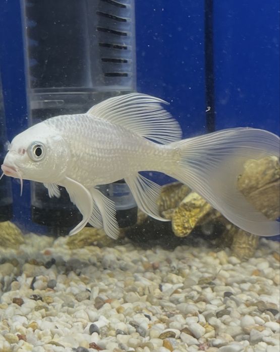 Продается карп кои или обмен на золотые