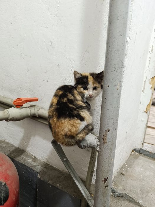 Котята для души))