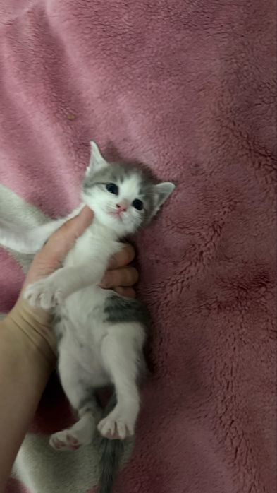 Продам девочку котенка