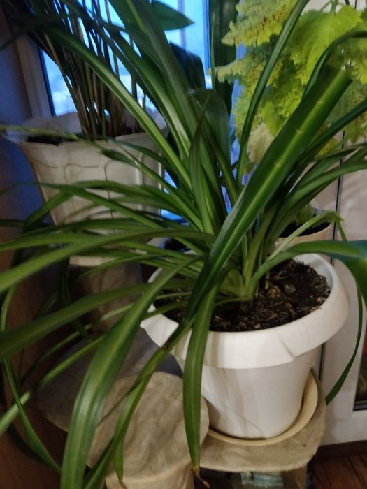 Хлорофитум зелёные листья