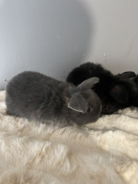 Iepurași pitici Holland lop mini lop berbec pitic