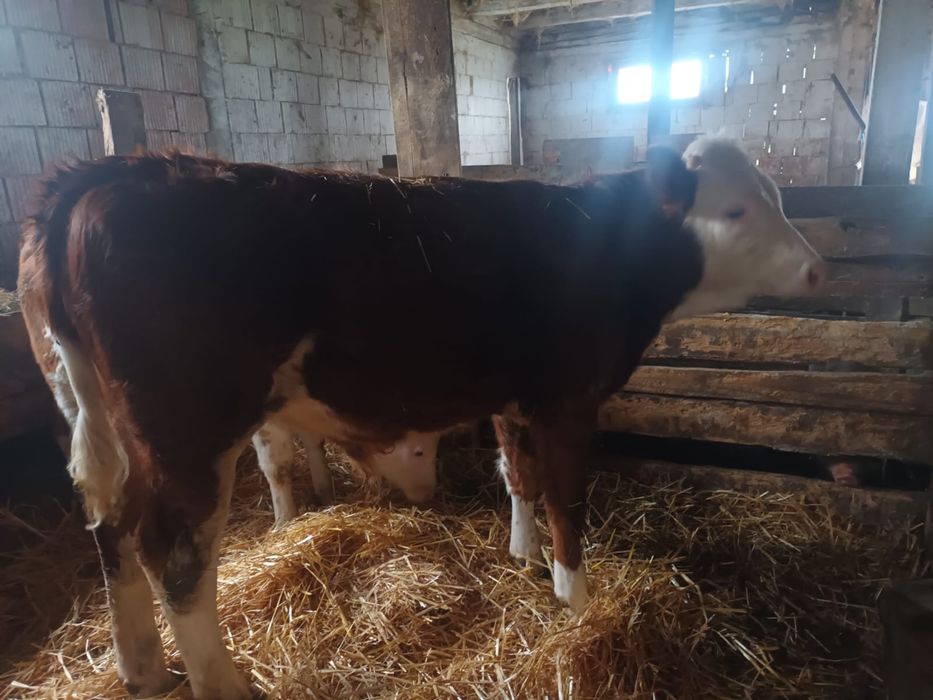 Vand 2 taurasi baltati