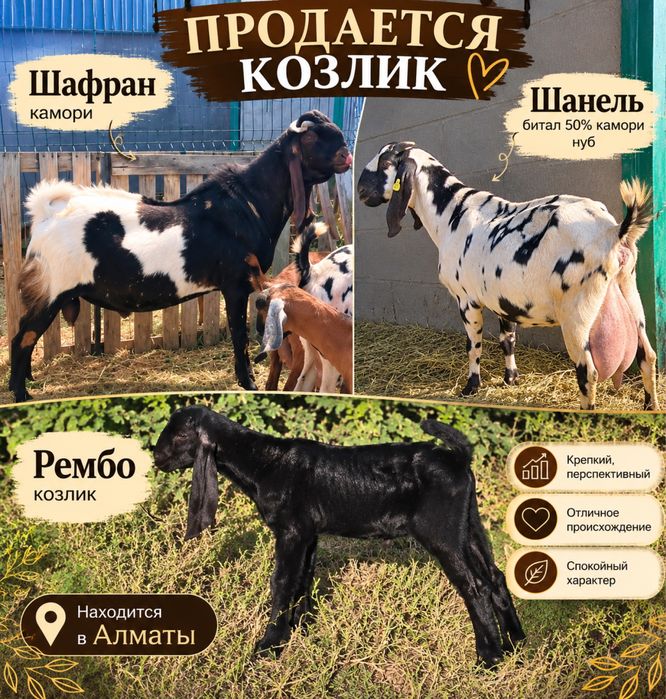 Продается козлик восточного типа мама 6+