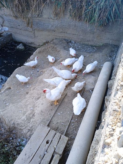 ИНДОУТКИ(готовый бизнес)