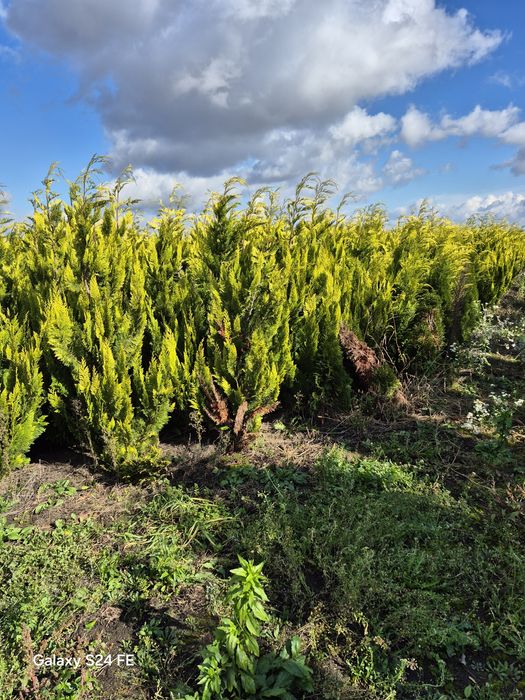 Tuia leylandii  gold  auriu