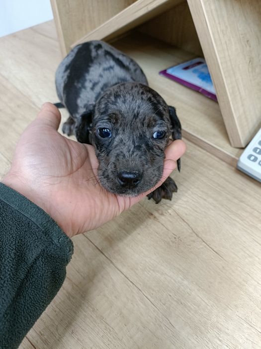 Teckel mini toy arlechin merle tricolor