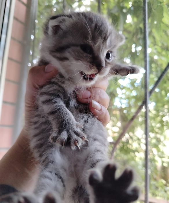 Продам котят шотландских