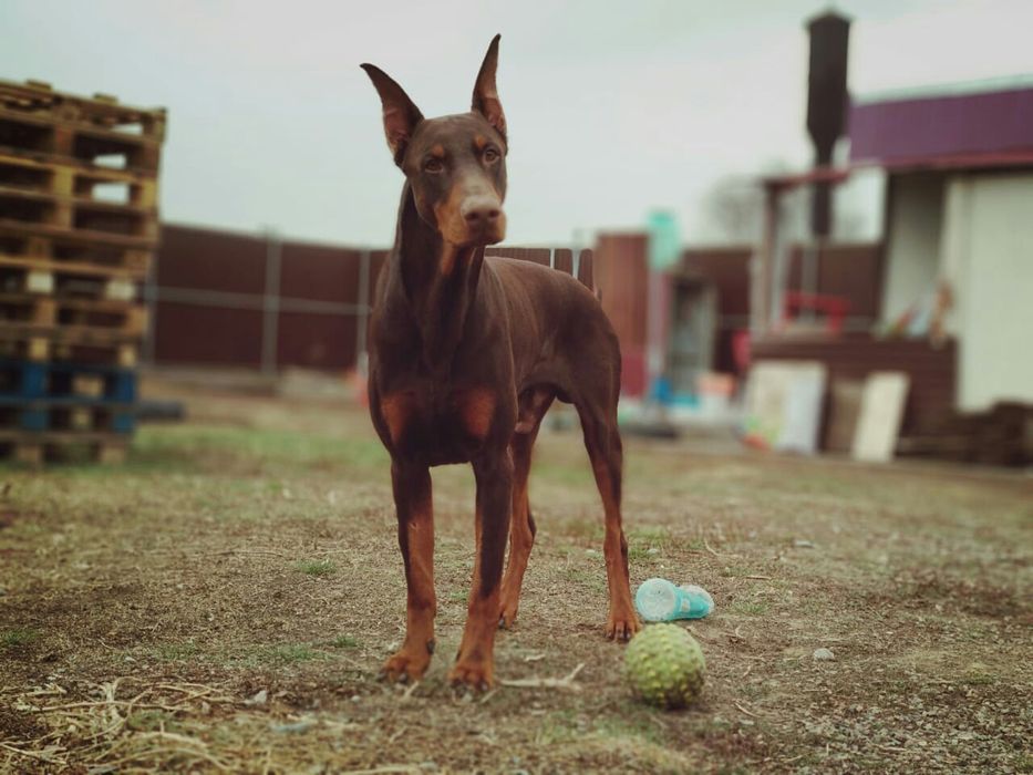 Кобели добермана