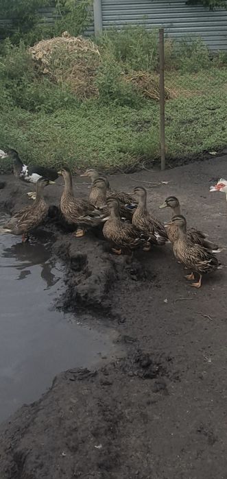 Подсадная утка, кряква