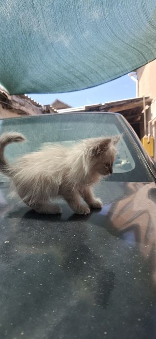 Продам котенка девочка