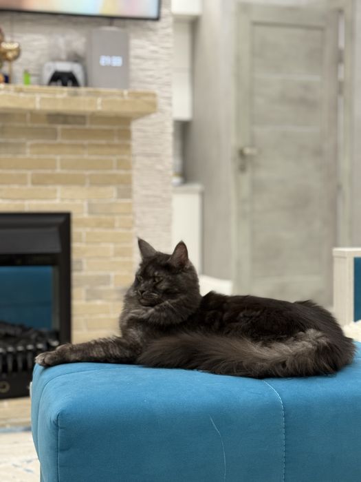 Вязка ! ищем мальчика Мейникун