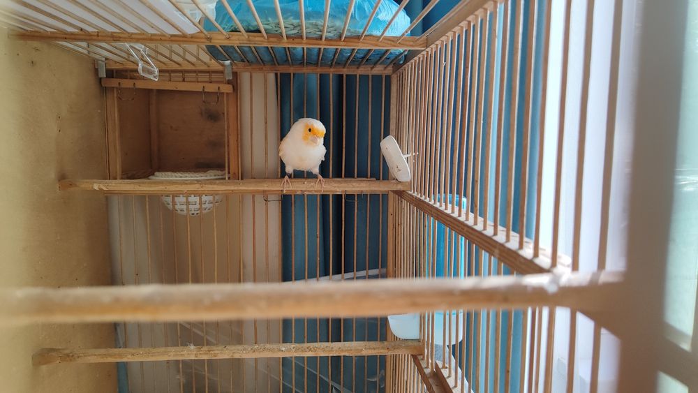 Кенар канарейки канарейка мазайка