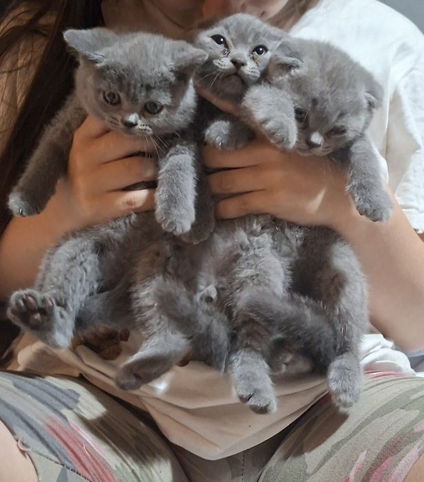 Шотландски клепоух и британска калърпойнт
