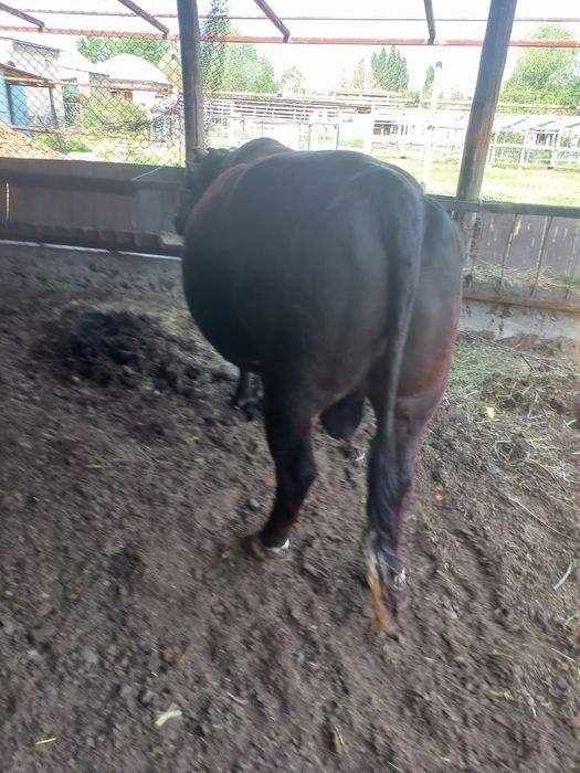 Отличный Бык продам