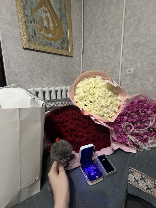 Шотландский котёнок
