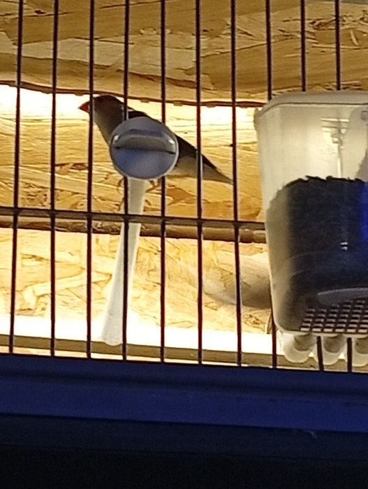 Forbes finch pereche 2025